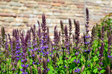 Fototapeta premium In the salvia bed