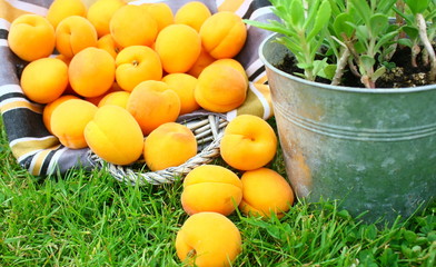 panier d'abricots dans l'herbe