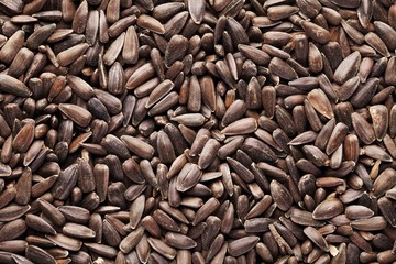 Close-up of sunflower seeds
