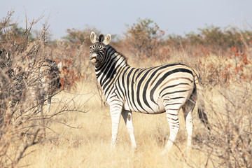 Obraz premium zebra in the national park of Namibia