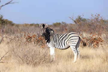 Obraz na płótnie Canvas zebra in the national park of Namibia