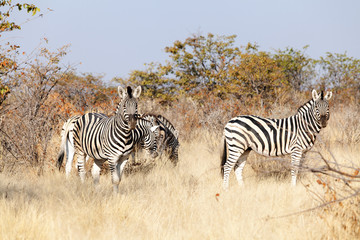 group of zebras in the national park of Namibia