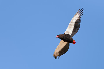 Bateleur wing pattern © JohanSwanepoel