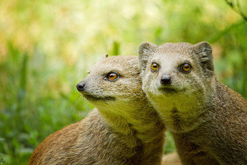 Mongoose in love
