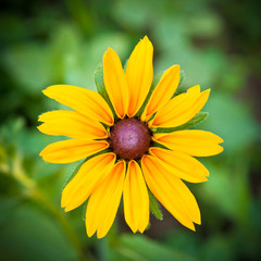 Rudbeckia hirta in the garden