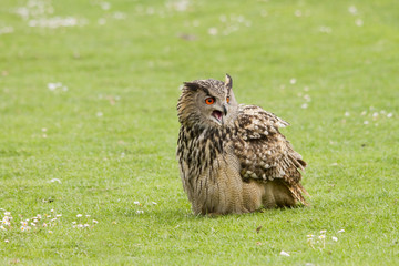 Owl in the grass