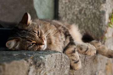 chat faisant la sieste sur le bord d'une fen&egrave;tre