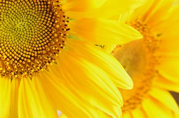 Keuken foto achterwand Zonnebloem Macro picture of sunflowers