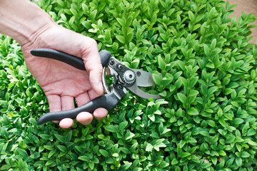 Main tenant un sécateur pour tailler un buisson de buis en boule dans un jardin, jardinage au printemps