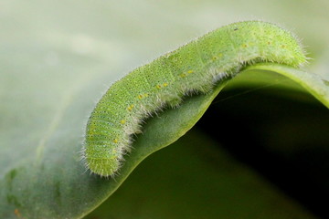 Obraz premium Cabbage White Caterpillar