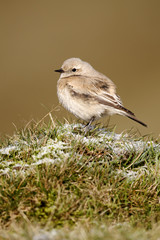 Desert wheatear, Oenanthe desert