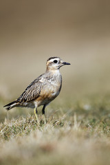 Dotterel, Charadrius morinellus