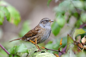 Dunnock or hedge sparrow