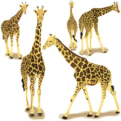 Obraz premium Giraffe collection
