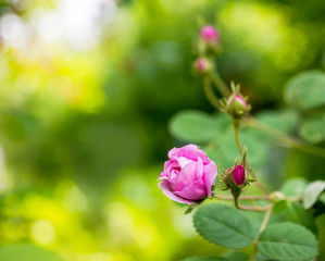 rose bud on the green background