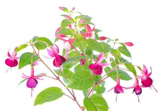 white  and red fuchsia flower isolated