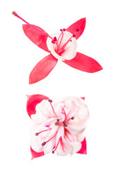 Obraz na płótnie Canvas red and white fuchsia on white