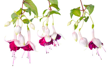 branches pink and white fuchsia with bud isolated on white backg