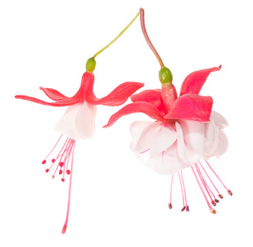 flowers of a fuchsia of different grades