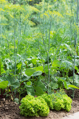 Vegetables growing in organic farm