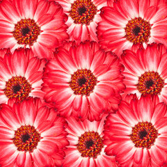 red flower background