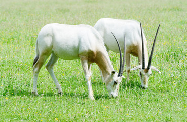Obraz na płótnie Canvas Scimitar horned oryx together