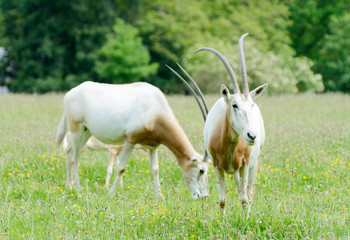 Naklejka na ściany i meble Scimitar Horned Oryx