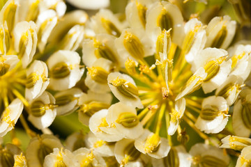 Obraz premium close up of the seeds