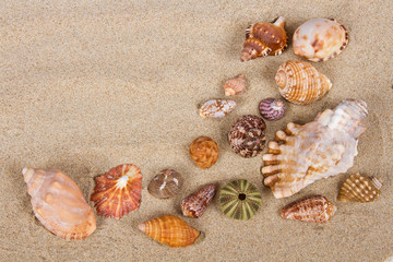 Fototapeta na wymiar Sea shells in studio