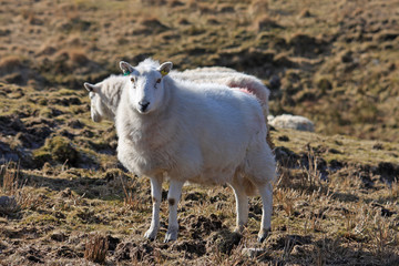 sheep