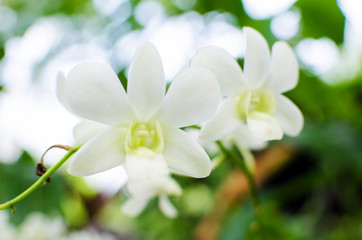 Beautiful bright orchid flowers in Botanical garden