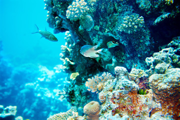 Group of coral fish  water.