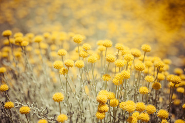 Field flowers/buttercup. yellow flower/spring background