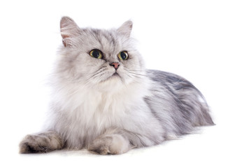 persian cat