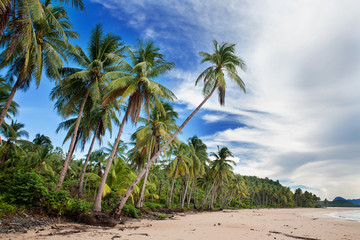 Fototapeta na wymiar Beautiful beach with tropical palm