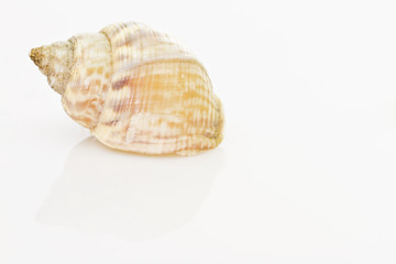 Seashell