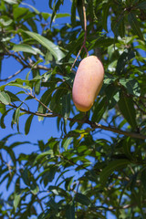 Colorful ripe mango on the tree