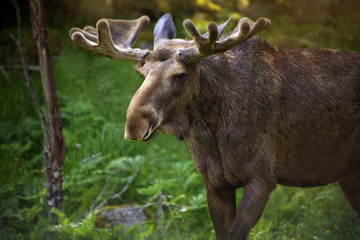 Moose in Sweden