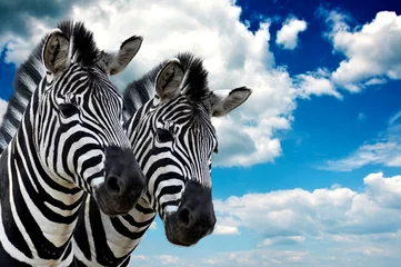 Zelfklevend Fotobehang Zebra paar © Bits and Splits
