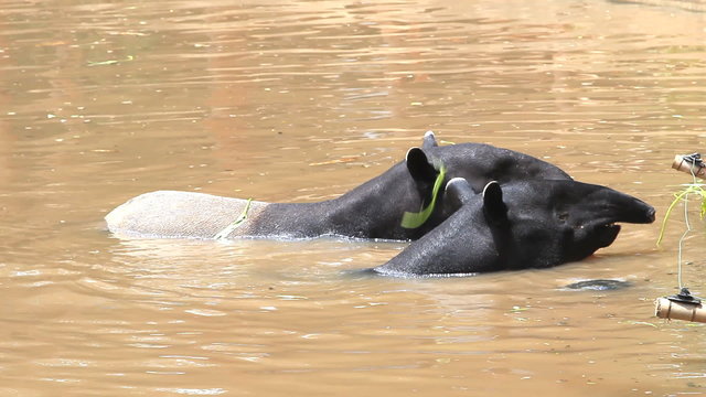 malayan tapir eating vegetable food in pond.