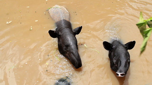 malayan tapir eating vegetable food in pond.