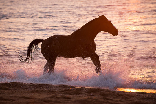 Horse running through water
