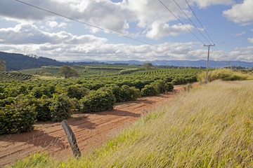 Coffee plantation