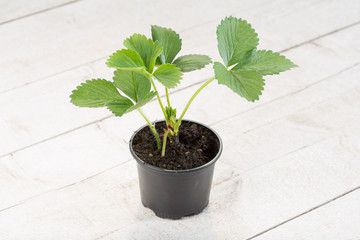 junge Erdbeerpflanze