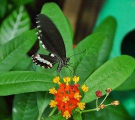 Schmetterling saugt an Blüte