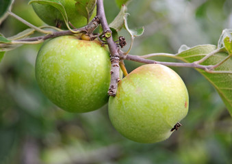 Green apple on the branch of the tree