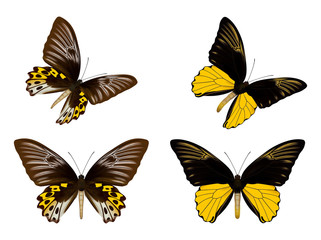 Fototapeta na wymiar Butterfly detailed illustration