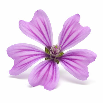 Mallow Flower