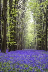  Vibrant bluebell carpet Spring forest landscape © veneratio