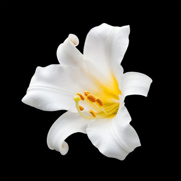 Fototapeta White flower isolated on black